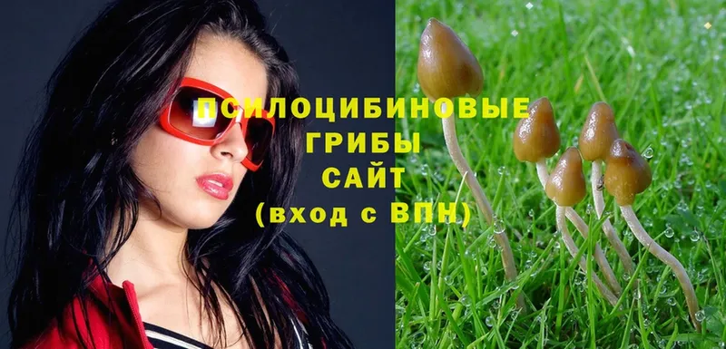 Галлюциногенные грибы MAGIC MUSHROOMS  Михайловск 